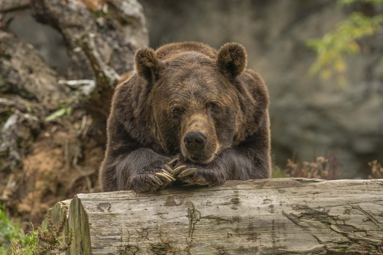 Чи здатний ведмідь утримувати себе?